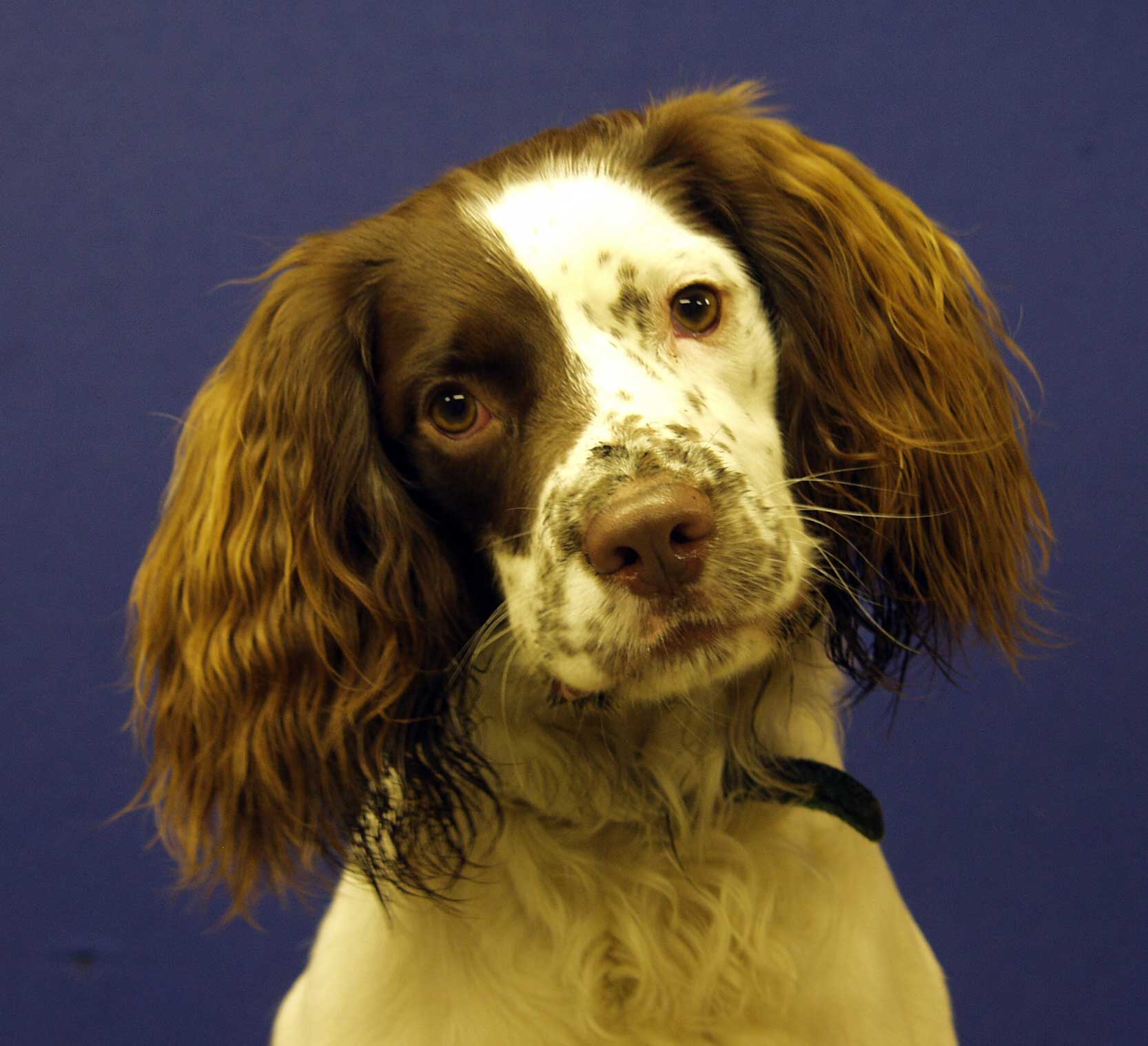 Buddy-Spaniel02